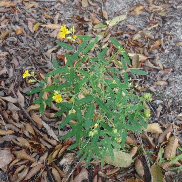 Sida spinosa Blad