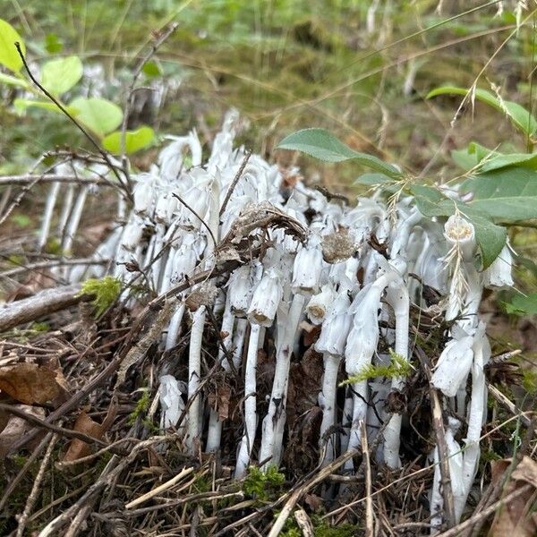 Monotropa uniflora Fleur