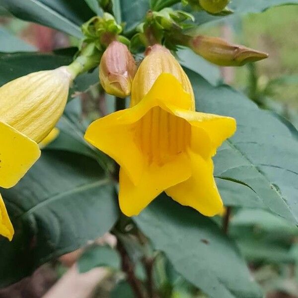 Allamanda schottii Flower