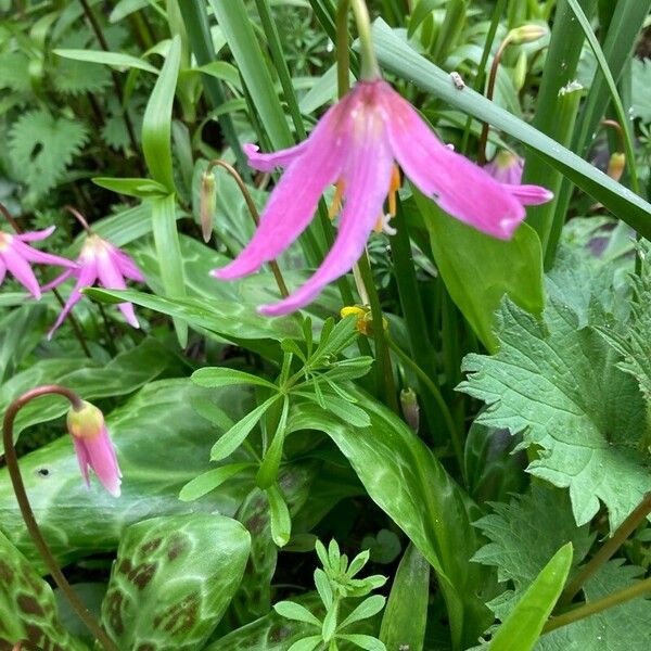 Erythronium revolutum Flor