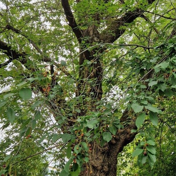 Prunus virginiana Habitus