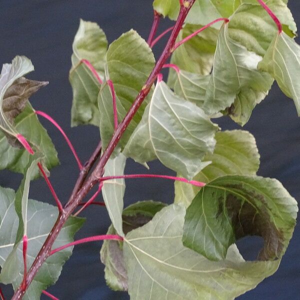 Populus nigra Leaf