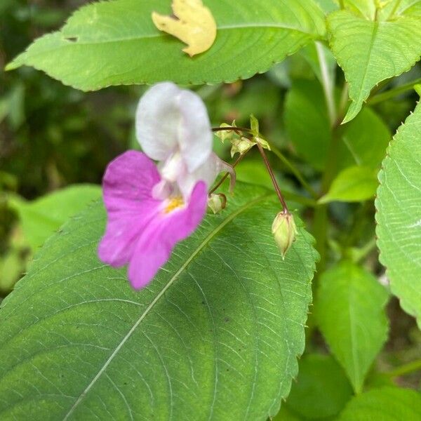 Impatiens balfourii Virág