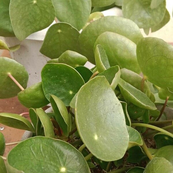 Pilea peperomioides Leaf