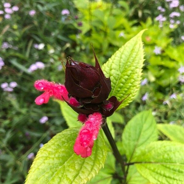 Salvia oxyphora Flor