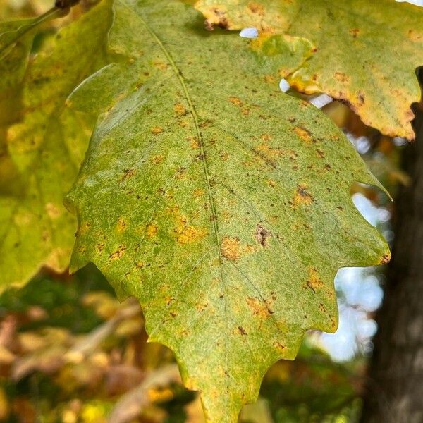 Quercus bicolor Frunză