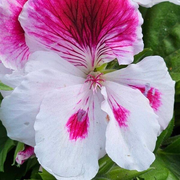 Pelargonium grandiflorum Flor