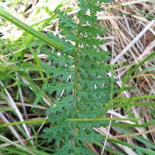 Pedicularis gyroflexa Folha