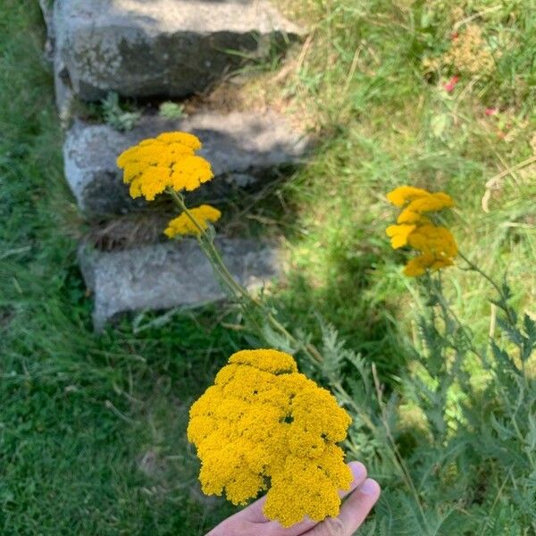 Achillea filipendulina Flower