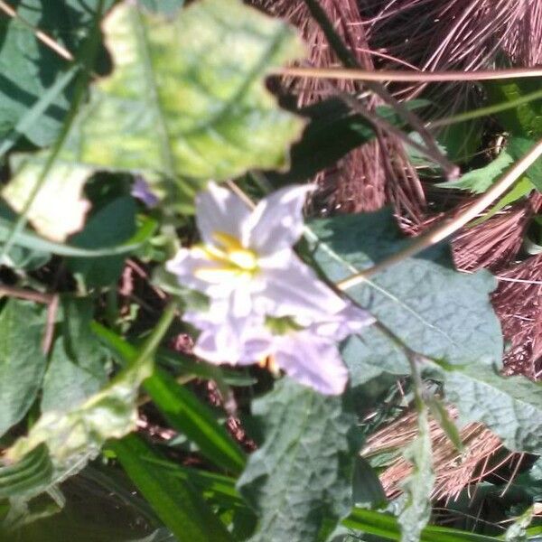 Solanum carolinense Flower