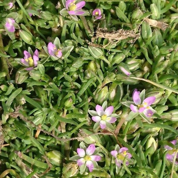 Spergularia marina Flower