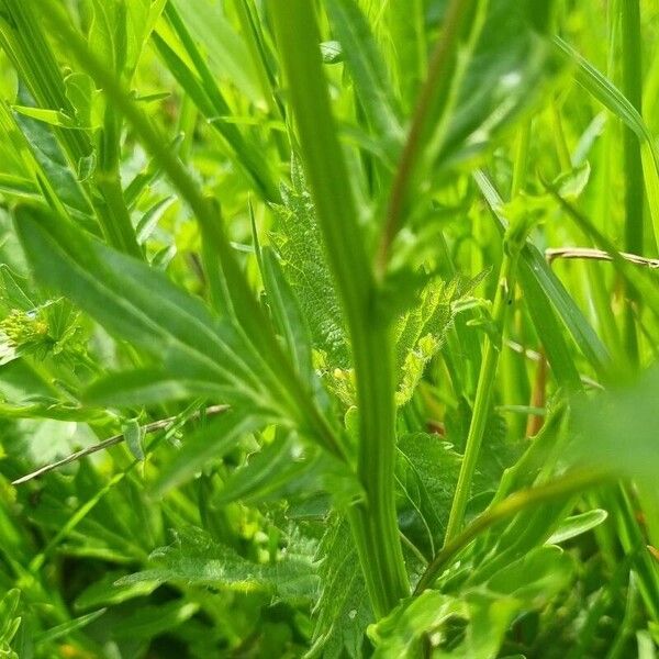 Barbarea vulgaris Лист