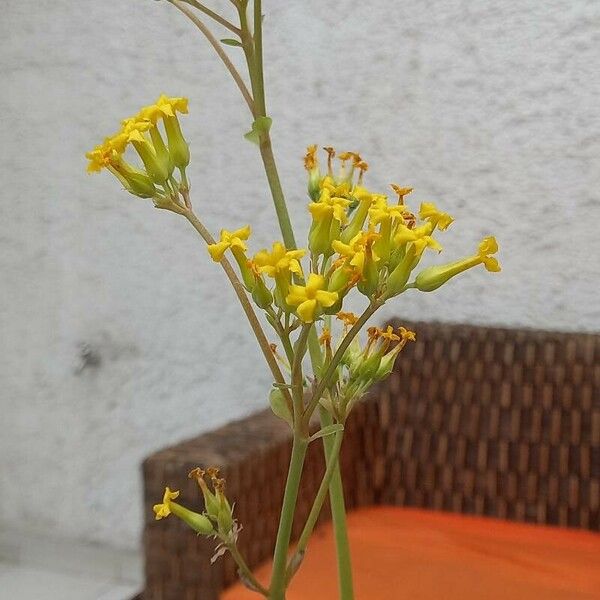 Kalanchoe densiflora Kwiat