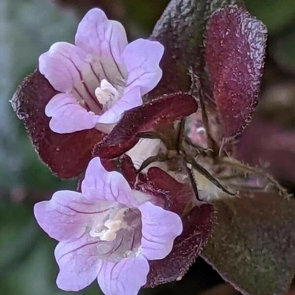 Strobilanthes alternata Квітка