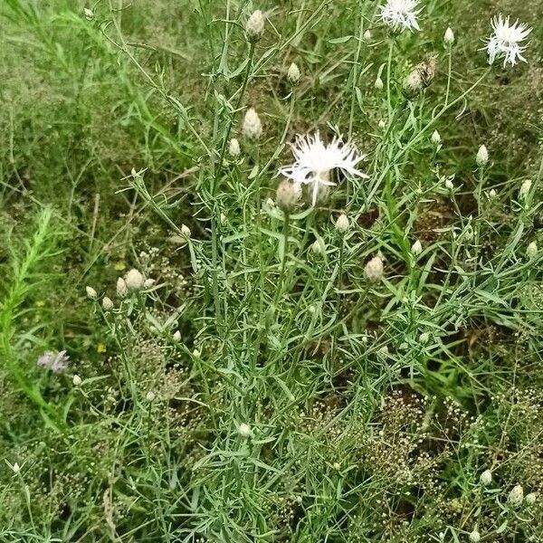 Centaurea stoebe Habit