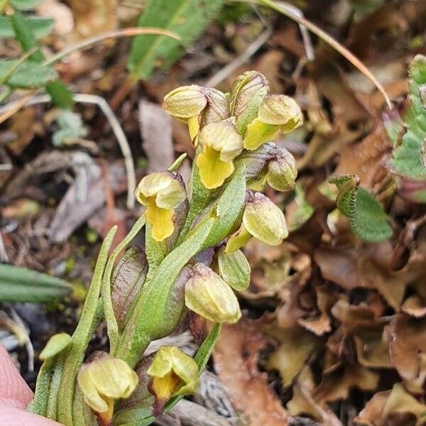 Chamorchis alpina 花