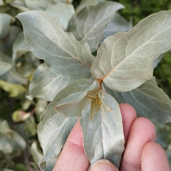 Elaeagnus commutata Leaf