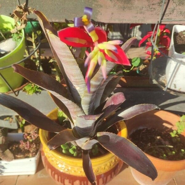 Billbergia vittata Flower