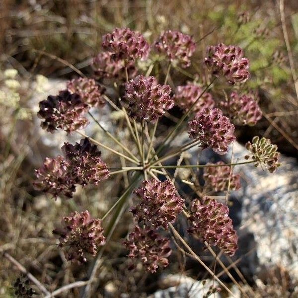 Thapsia nestleri Flower