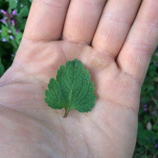 Lamium purpureum Leaf