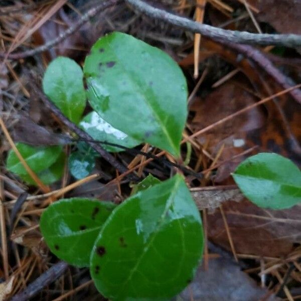 Gaultheria procumbens Blad