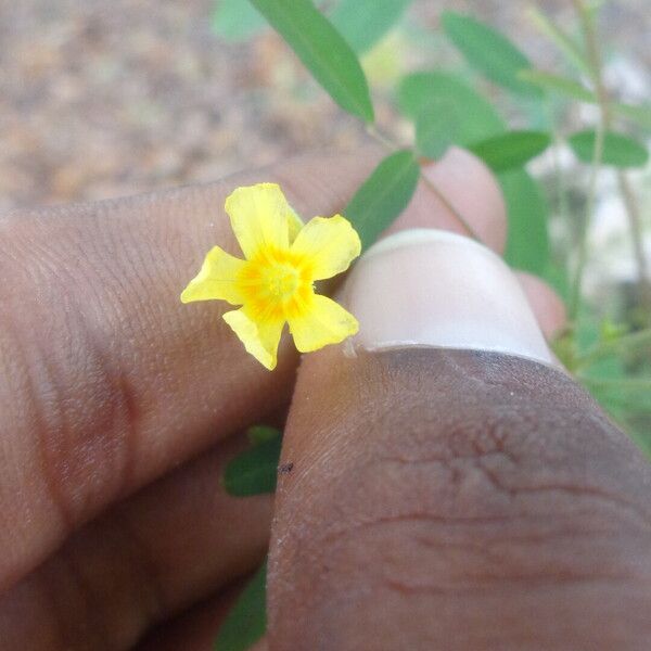 Sida spinosa Blomst