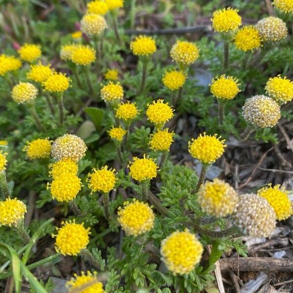 Anacyclus homogamos Flower