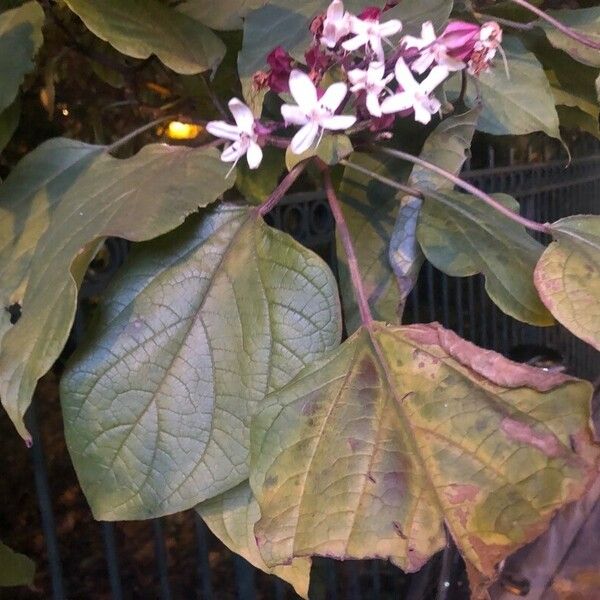 Clerodendrum trichotomum Hostoa