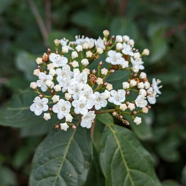 Viburnum tinus Floare