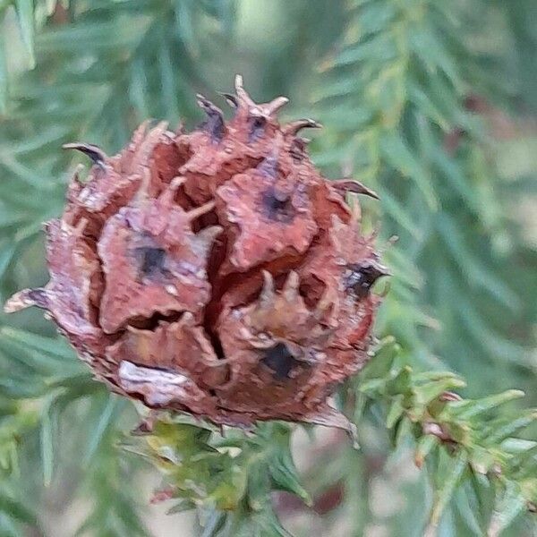 Cryptomeria japonica Plod