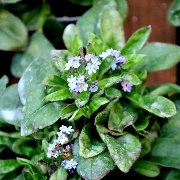 Myosotis arvensis Blomst