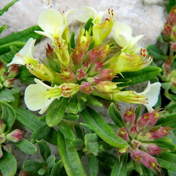 Teucrium montanum Blomma