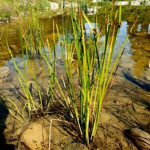 Schoenoplectiella mucronata موطن