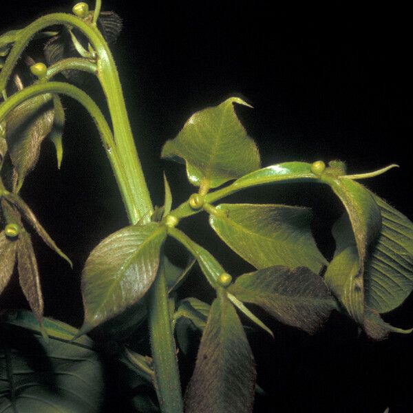 Inga pilosula Fruit