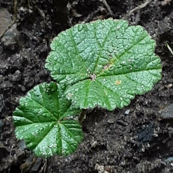 Malva pusilla Foglia