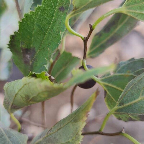 Celtis australis Frukto