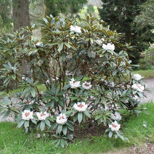 Rhododendron crinigerum عادت داشتن