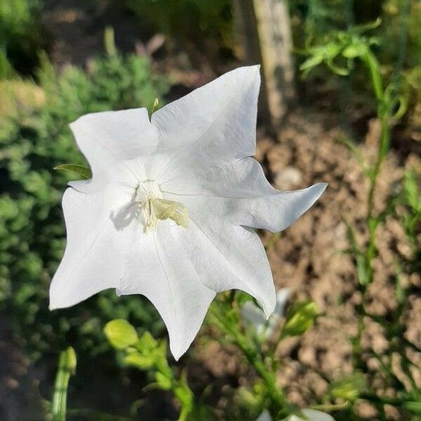 Campanula persicifolia फूल