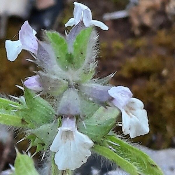 Sideritis romana Кветка