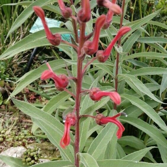 Lobelia tupa Flower