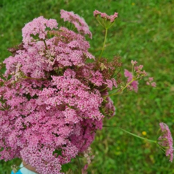 Pimpinella major Kvet