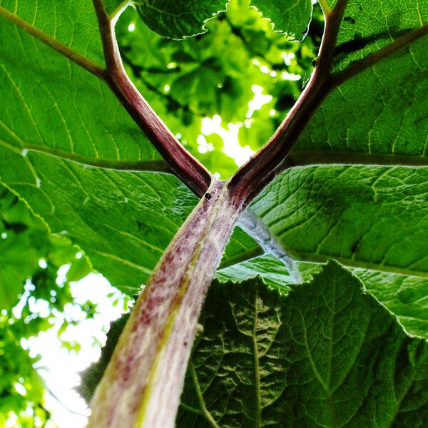 Arctium lappa पत्ता