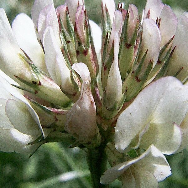 Trifolium repens 花