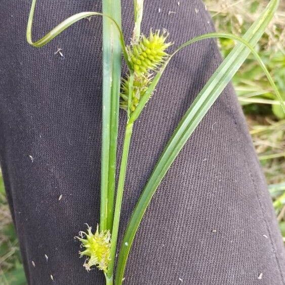 Carex vesicaria Flower