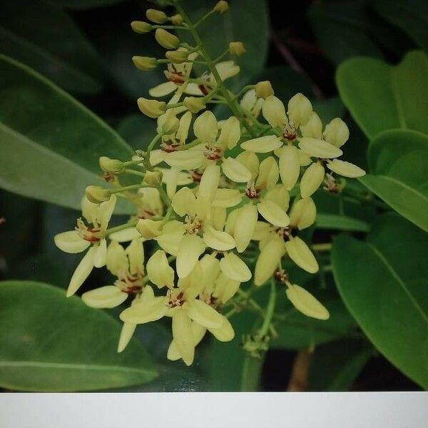 Tristellateia australasiae Λουλούδι