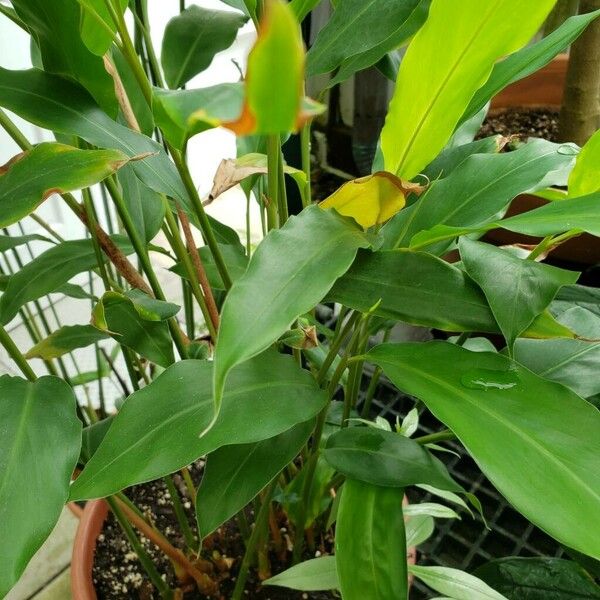 Alpinia macroura Leaf