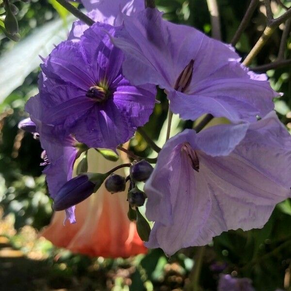 Solanum wendlandii Kwiat
