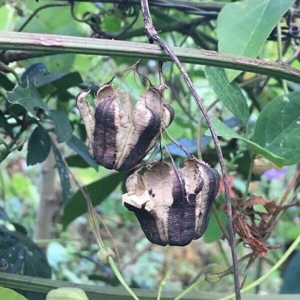 Aristolochia anguicida Φρούτο