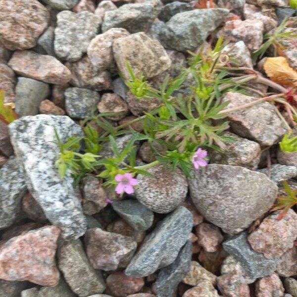 Geranium dissectum Blodyn