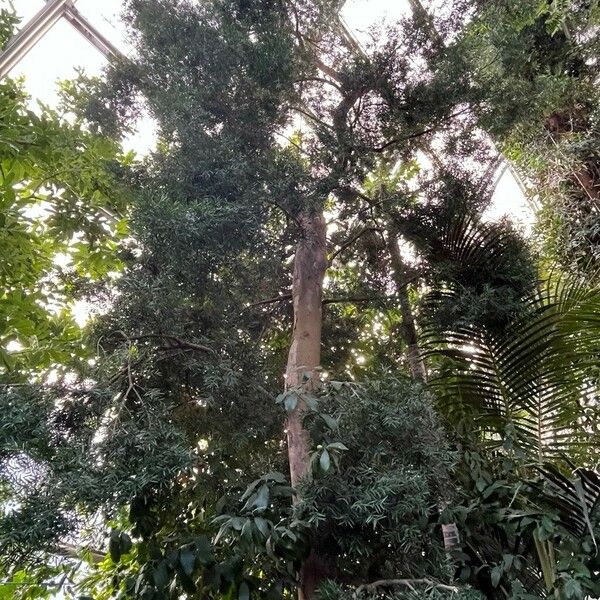 Afrocarpus falcatus Pokrój